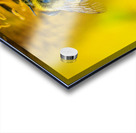 Pollen Acrylic print