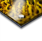 Yellow Acrylic print