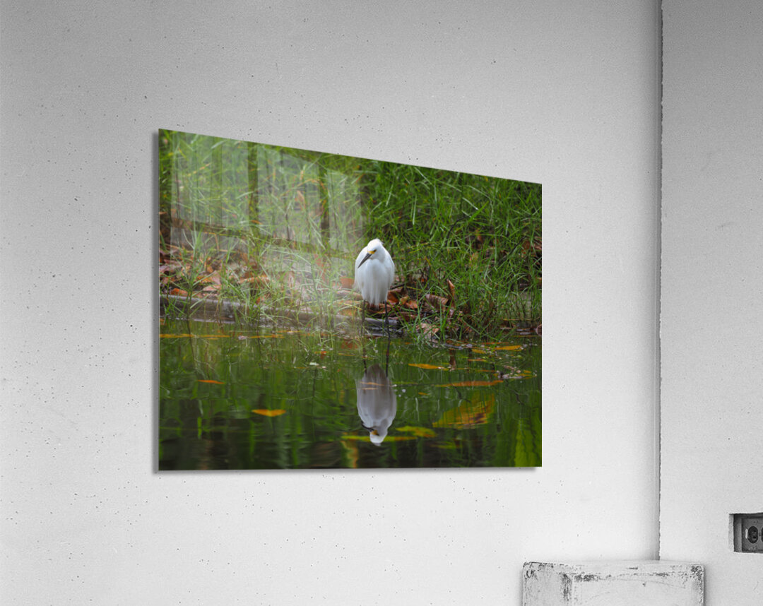 Reflection Acrylic Print