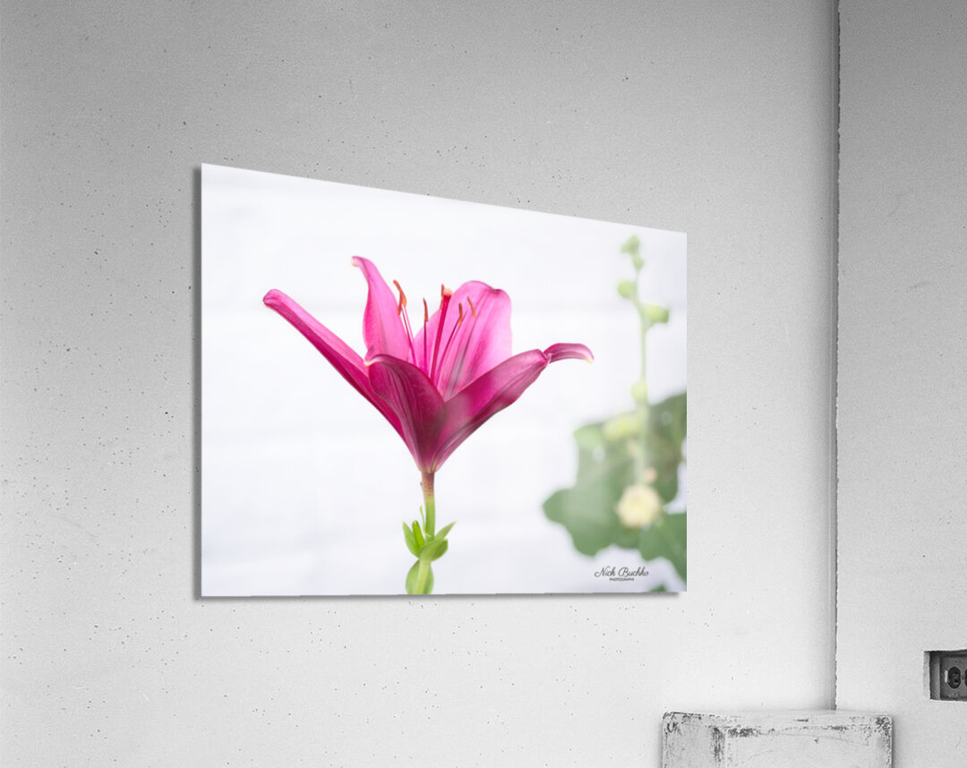 The Majestic Lily Acrylic Print