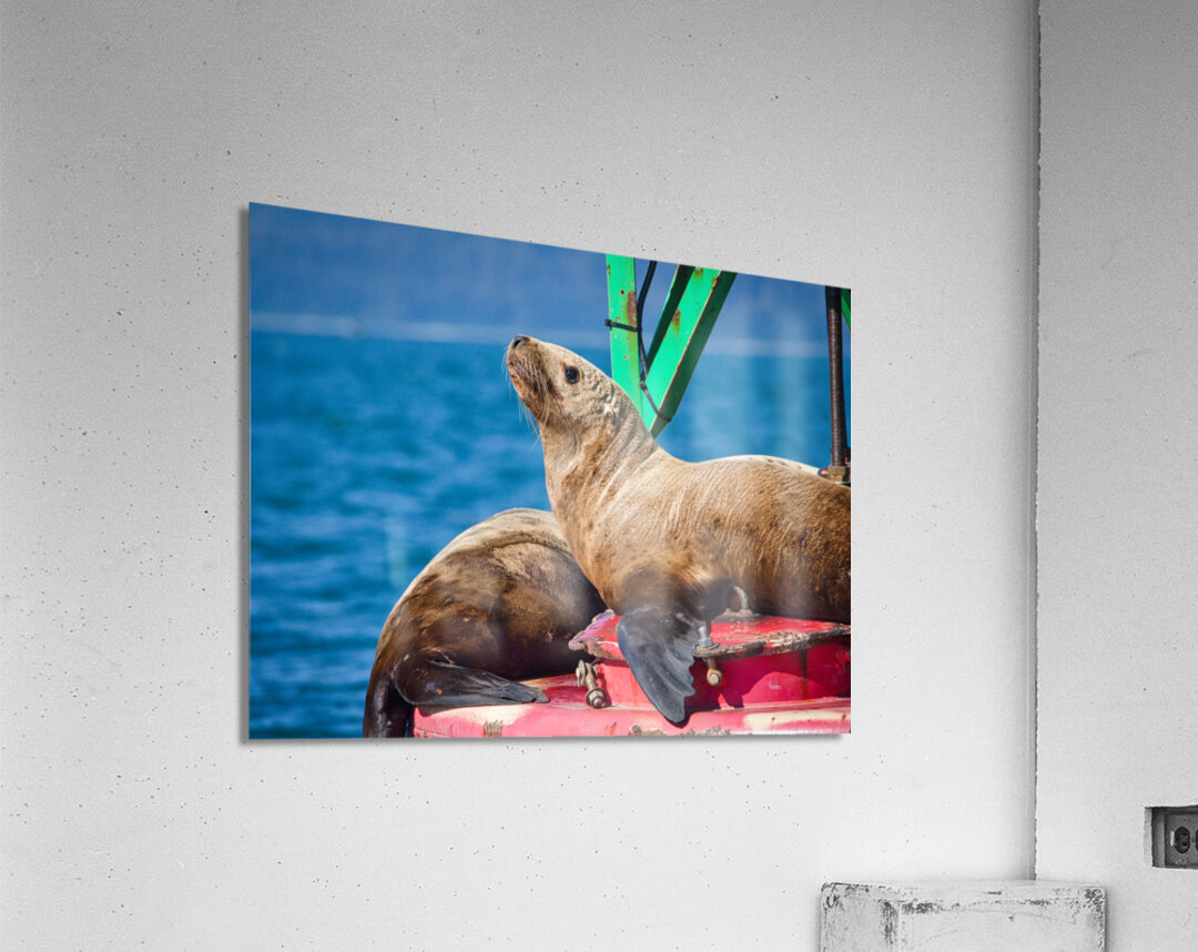 Seal of Approval Acrylic Print