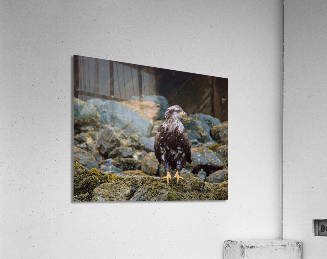Young Eagle Acrylic Print