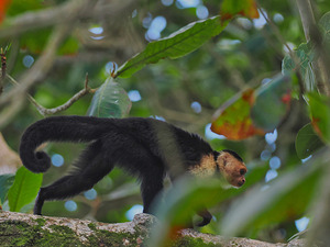 Havent You Always Wanted A Monkey 