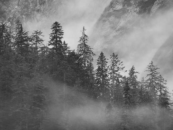 Trees Digital Download