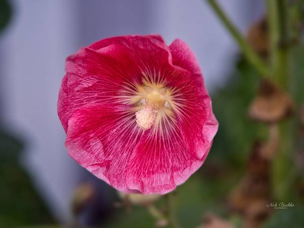 Calling All Pollinators Digital Download