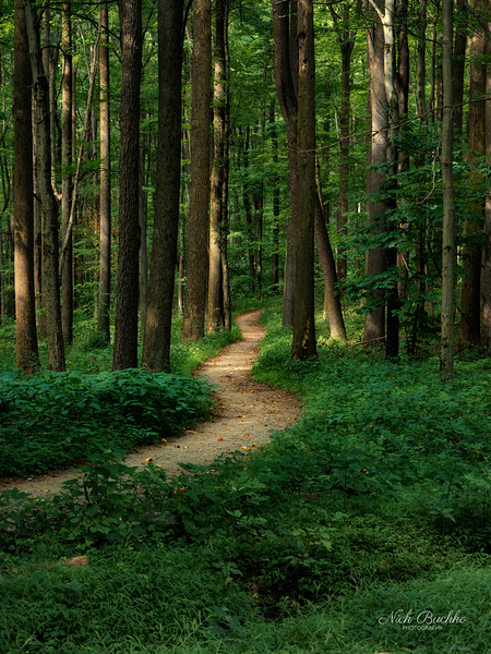 The Mystical Pathway Print