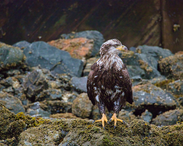 Young Eagle Digital Download