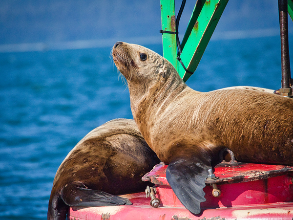 Seal of Approval Digital Download