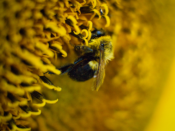 Yellow Digital Download