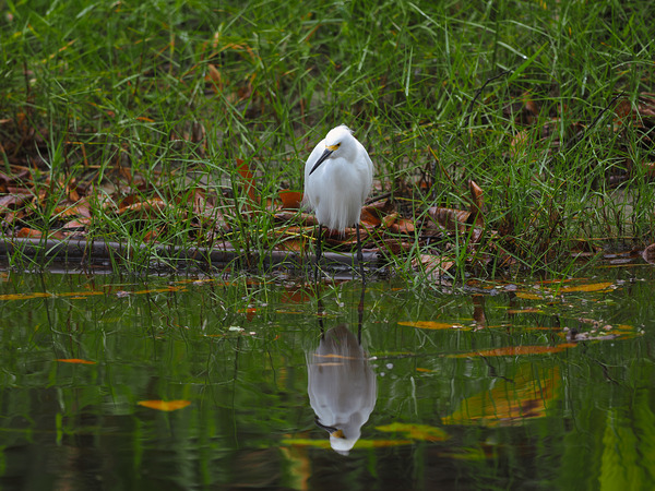 Reflection Digital Download