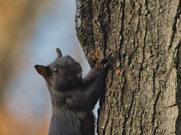 Black Squirrel Digital Download