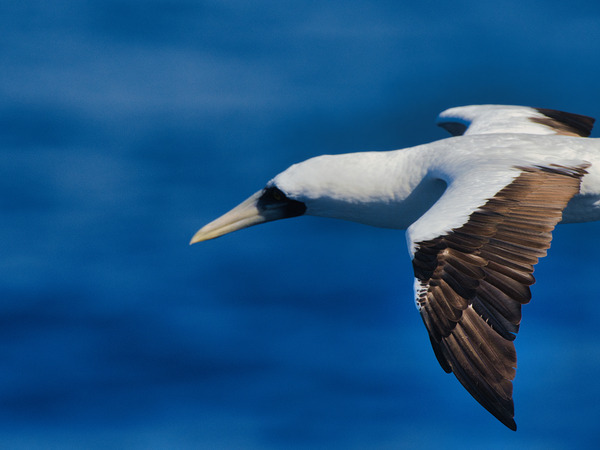 In Flight Digital Download