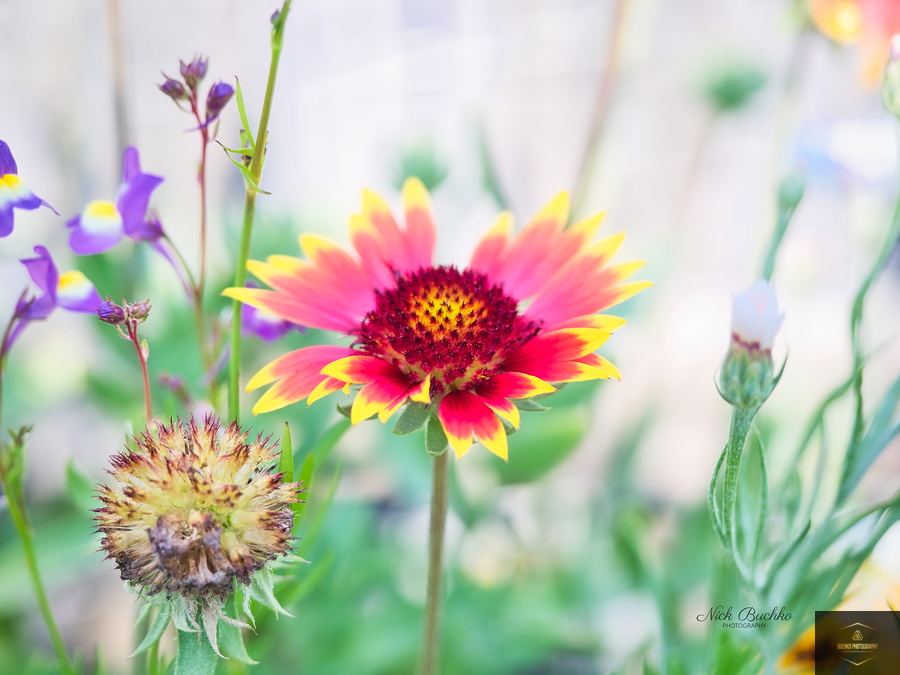 An Indian Blanket Gracing the Garden  Print