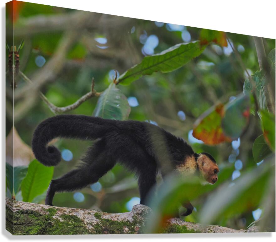 Havent You Always Wanted A Monkey  Canvas Print