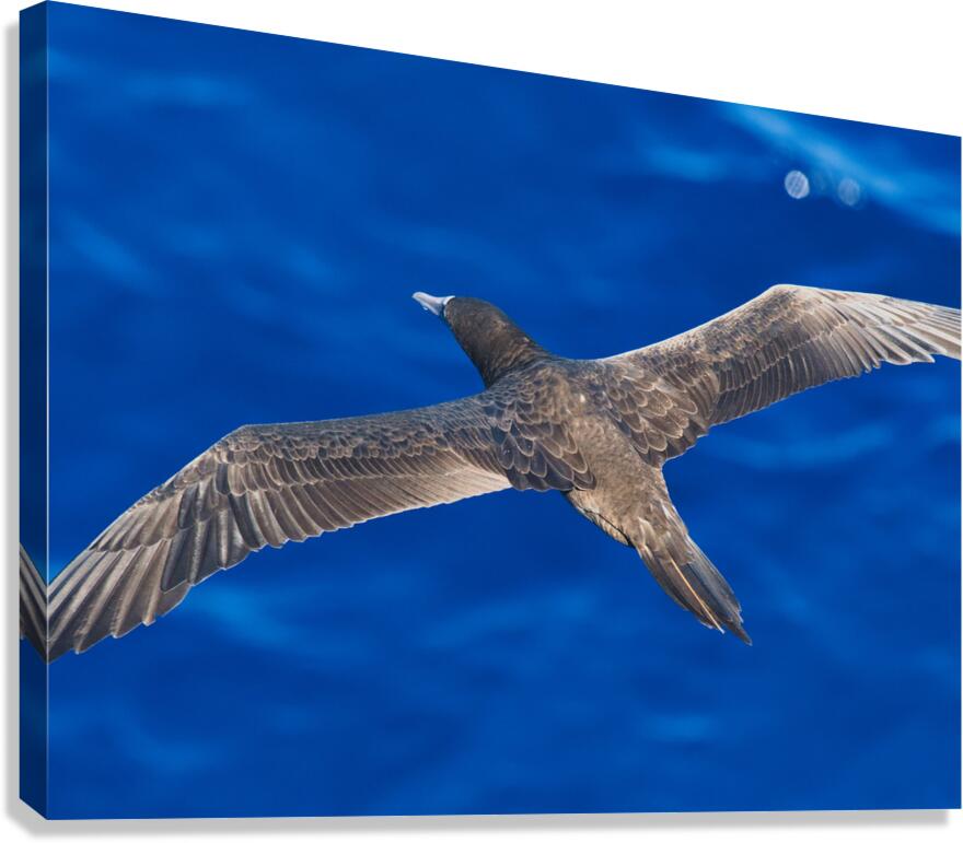Wingspan Canvas Print