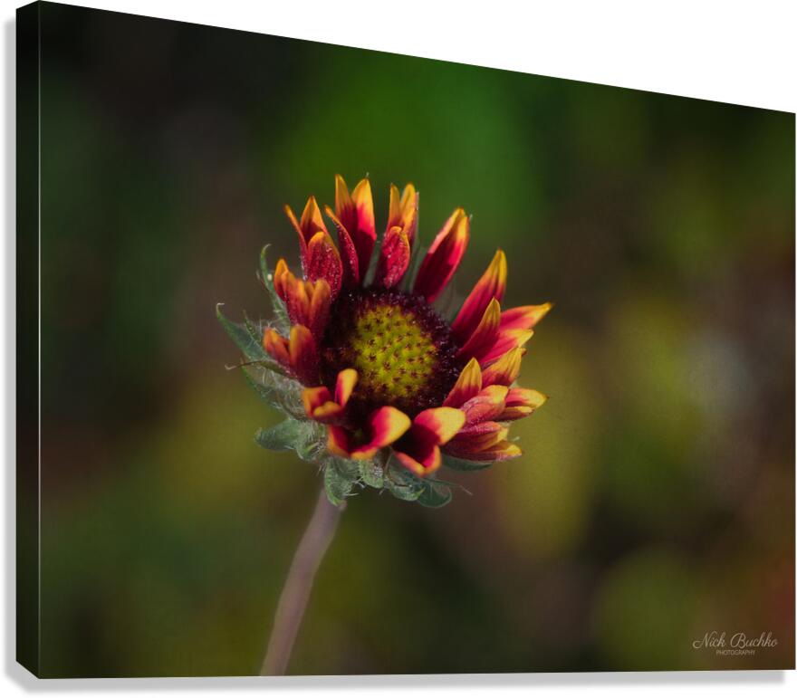 A Burst of Color Canvas Print