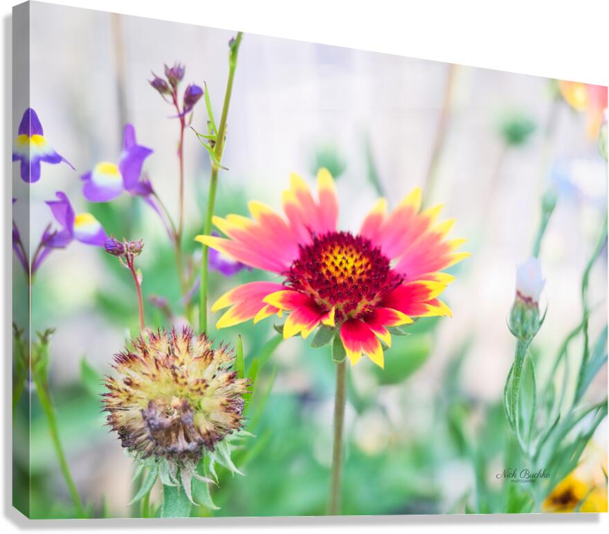 An Indian Blanket Gracing the Garden Canvas Print