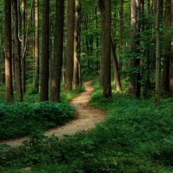 The Mystical Pathway