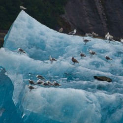 IceBirds