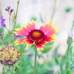 An Indian Blanket Gracing the Garden