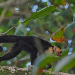 Havent You Always Wanted A Monkey 