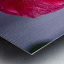 Calling All Pollinators Metal print