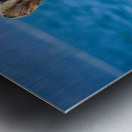 Seal of Approval Metal print