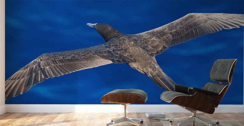 Wingspan Wall Murals