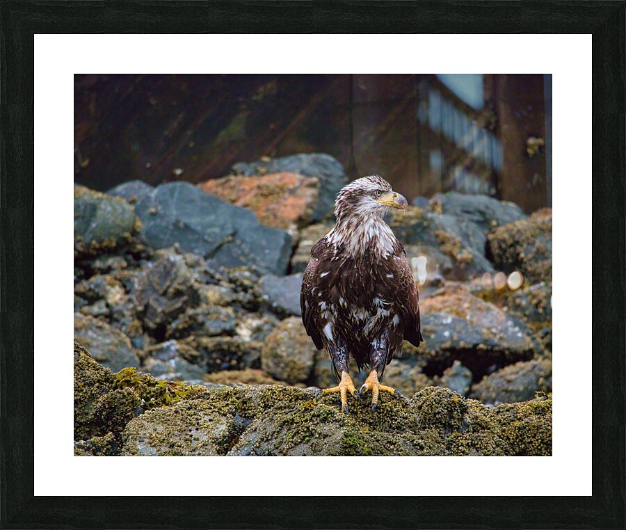 Young Eagle Picture Frame print