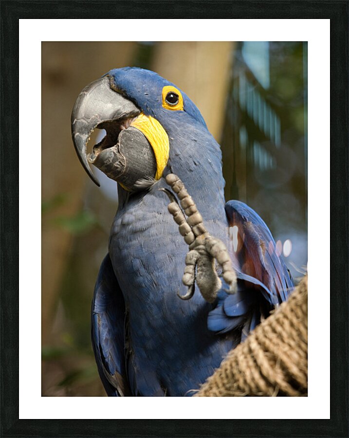 Peace Parrot Picture Frame print