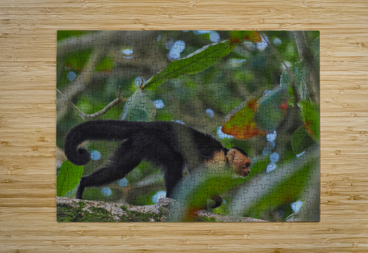Havent You Always Wanted A Monkey  Buchko Photography Puzzle printing