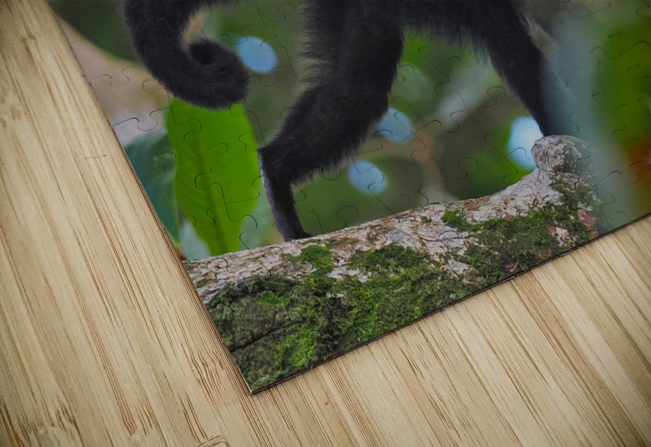Havent You Always Wanted A Monkey  Buchko Photography Puzzle