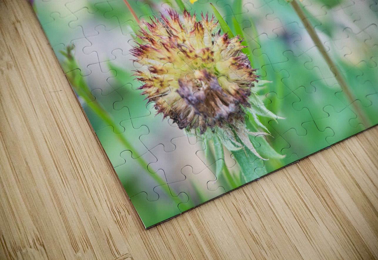 An Indian Blanket Gracing the Garden Buchko Photography Puzzle