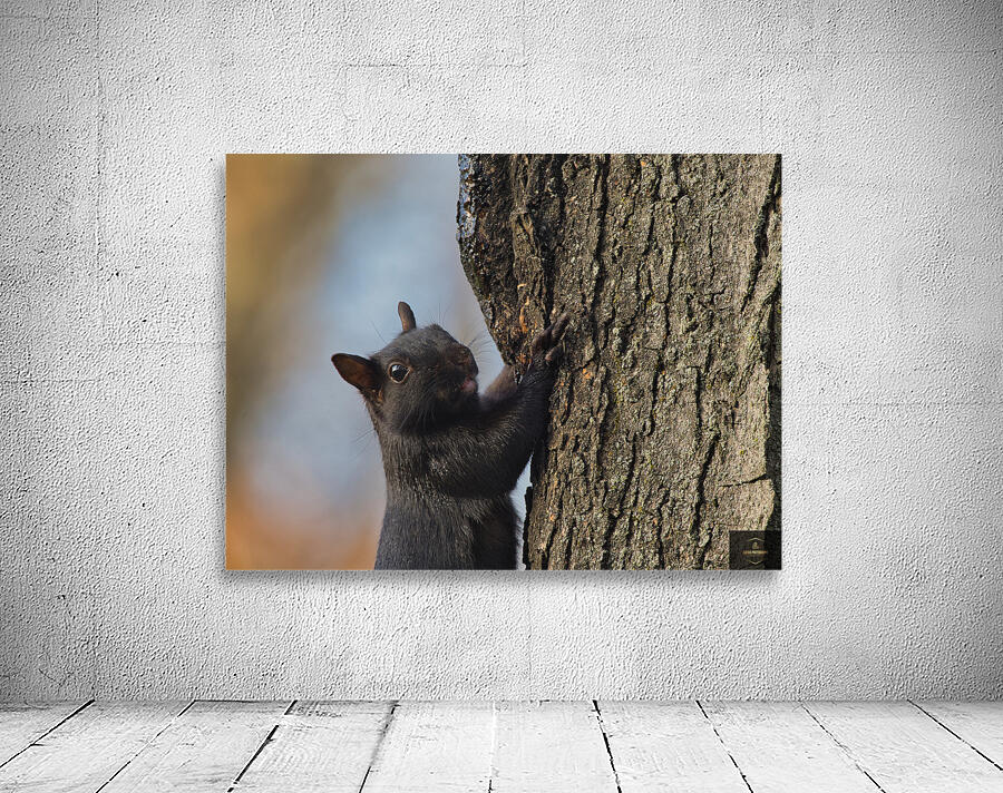 Black Squirrel Wall Preview