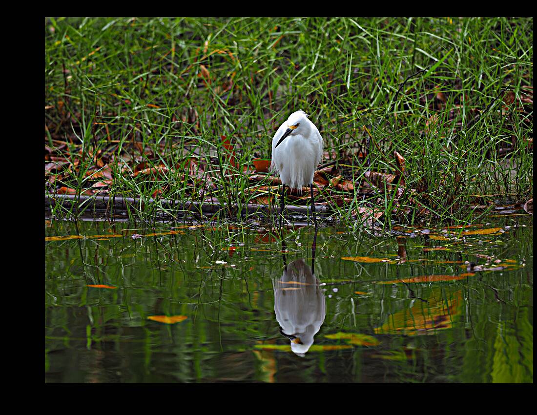 Reflection Reproduction