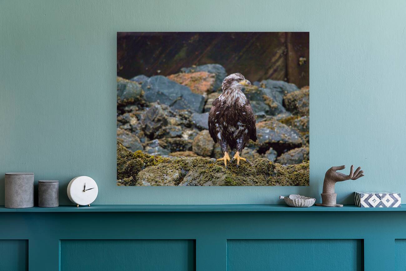 Young Eagle Reproduction