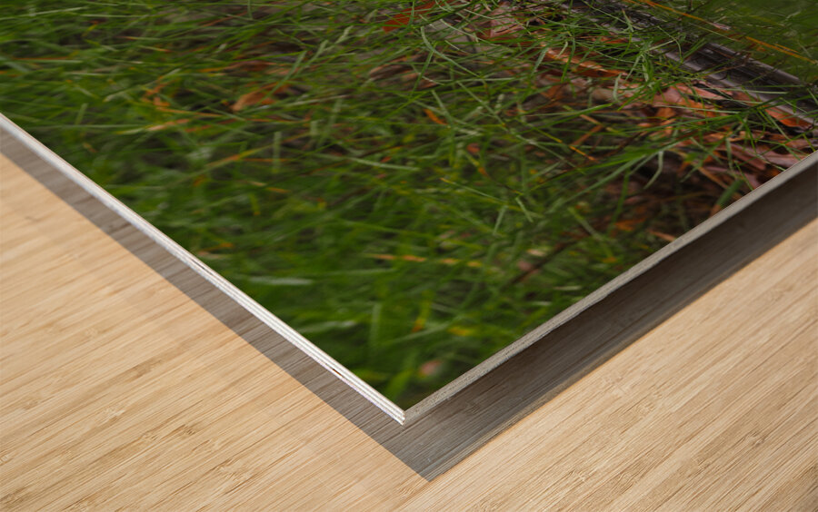 Reflection Wood print