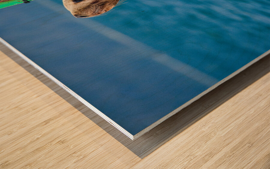 Seal of Approval Wood print