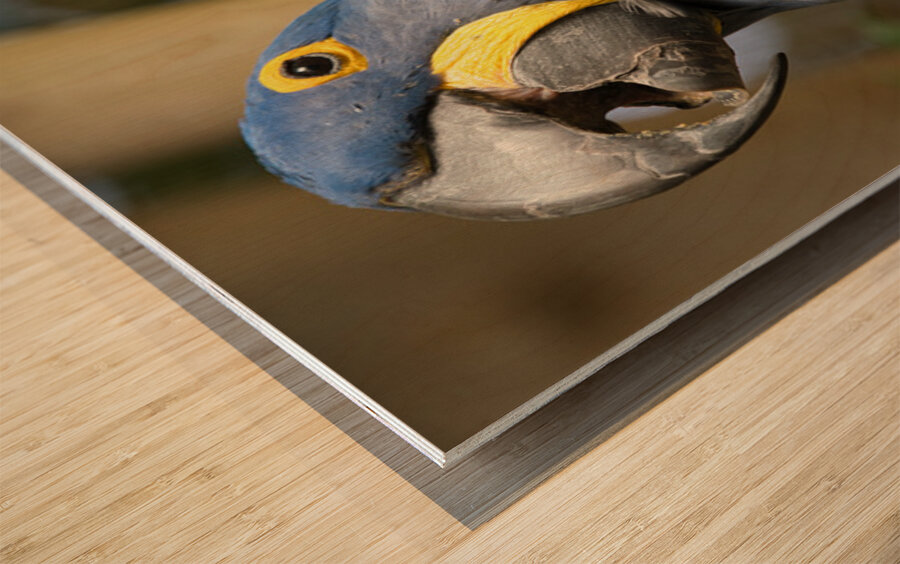 Peace Parrot Wood print